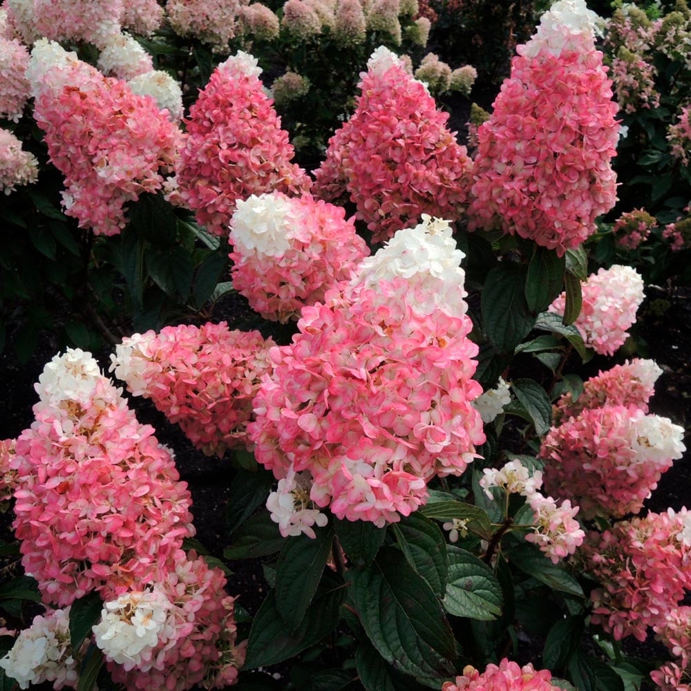 Hydrangea paniculata Magical® Ruby Snow