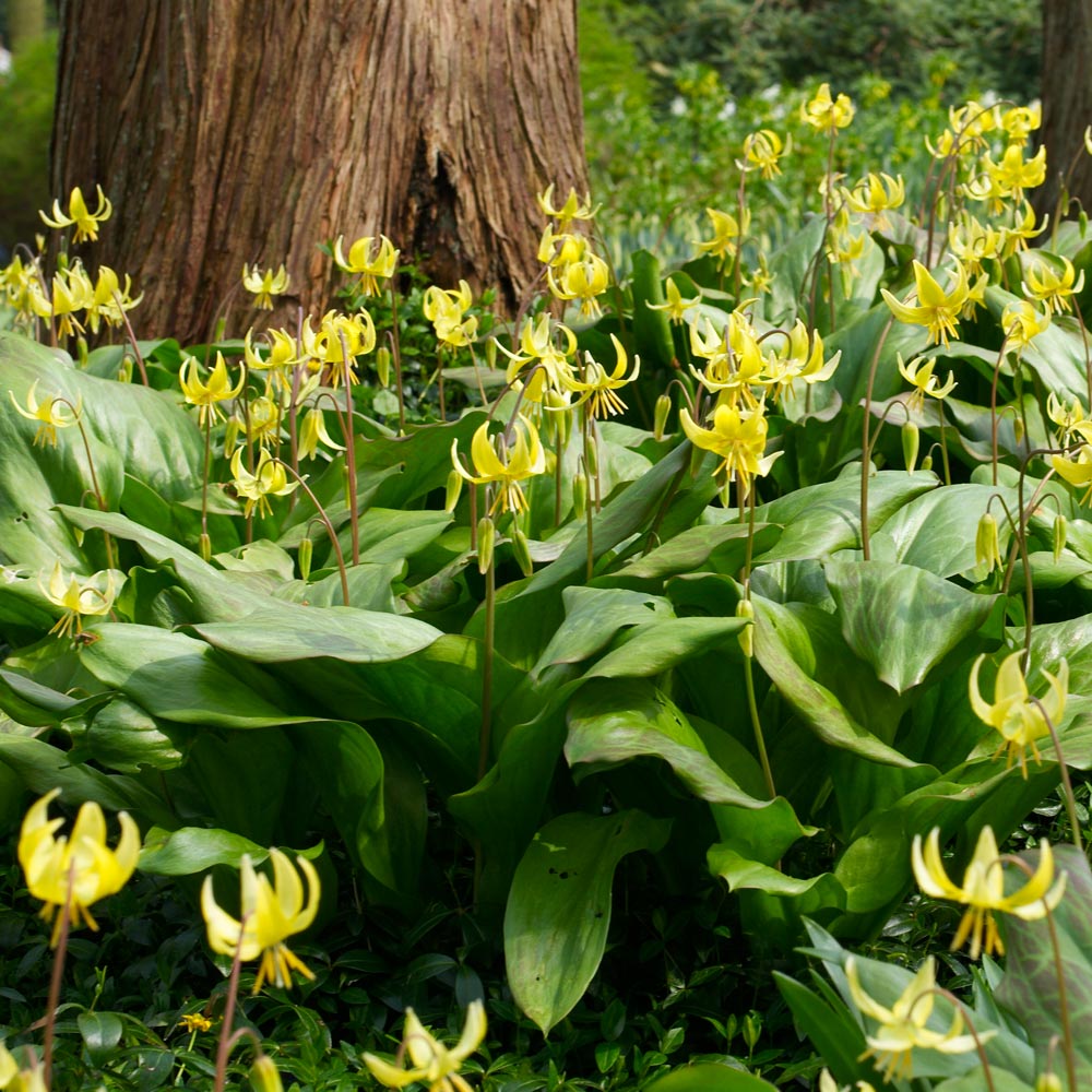 Erythronium 'Pagoda'