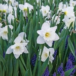  Narcissus 'Mount Hood'