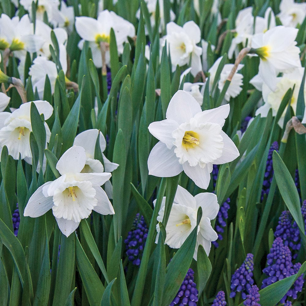 Narcissus 'Mount Hood'