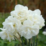  Narcissus 'Rose of May'
