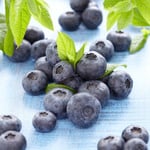  Blueberry 'Jersey'