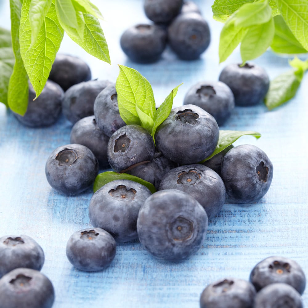 Blueberry 'Jersey'