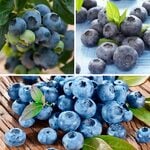  Bounty of Blueberries Trio