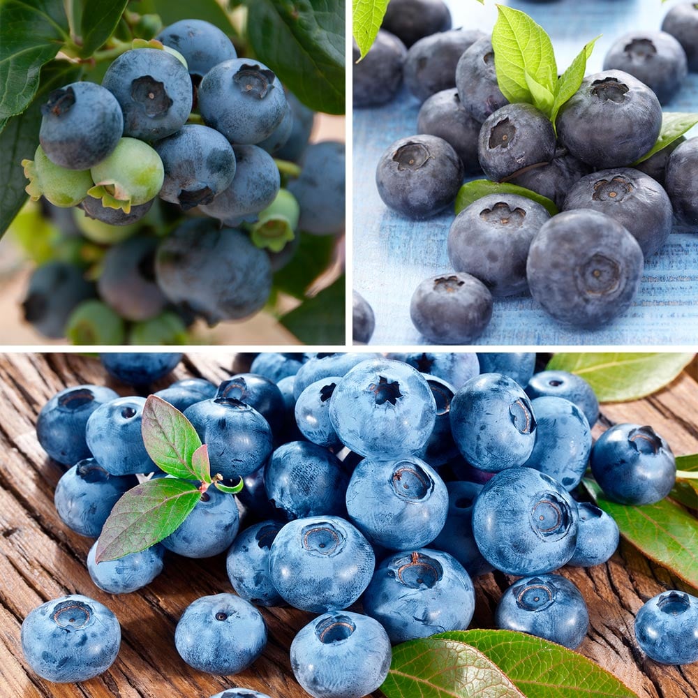 Bounty of Blueberries Trio