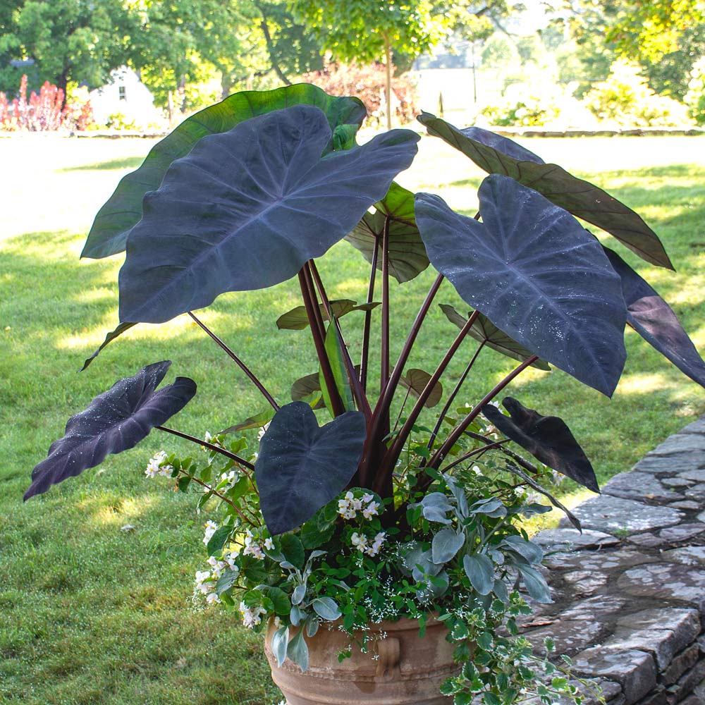 Colocasia esculenta 'Black Magic'