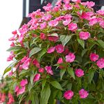  Impatiens SunPatiens® Vigorous Pretty Pink