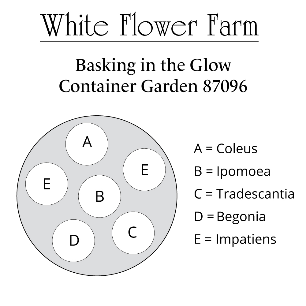 Basking in the Glow Container Garden | White Flower Farm