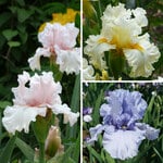  Pastel Beauties Bearded Iris Trio