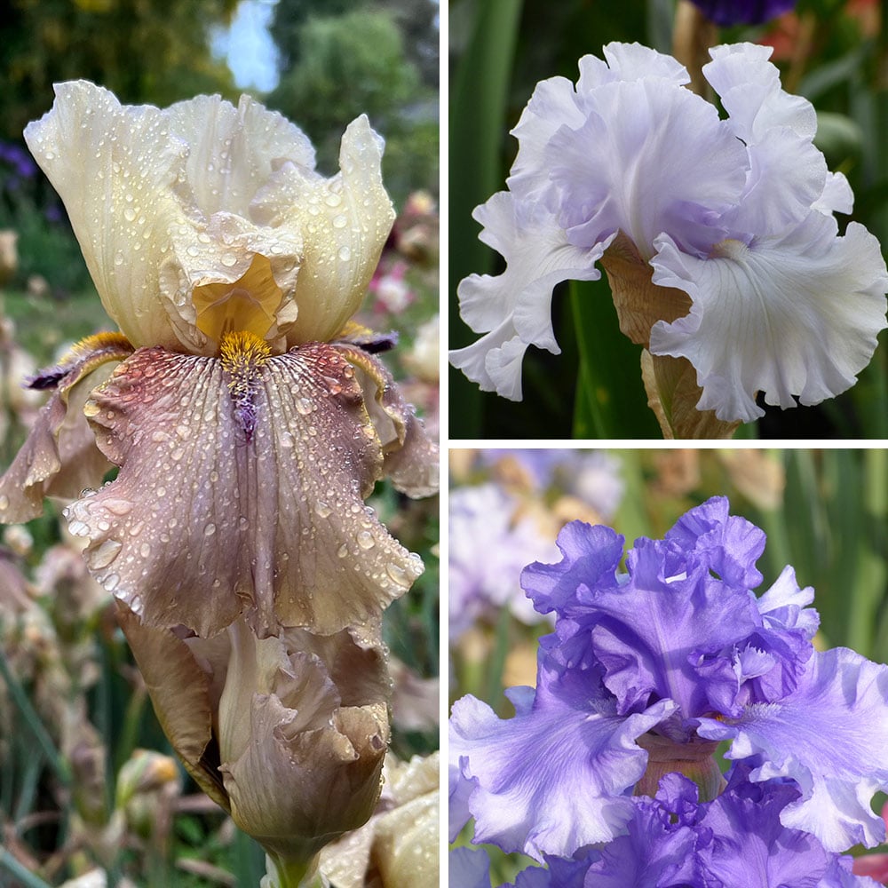 Tall Bearded Iris, Favorite Award Winners