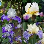  Fragrant Tall Bearded Iris Collection