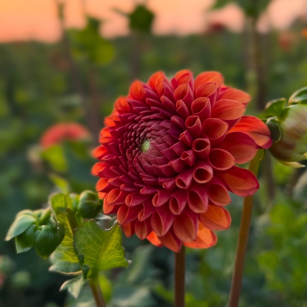 Dahlia 'Valley Rust Bucket'