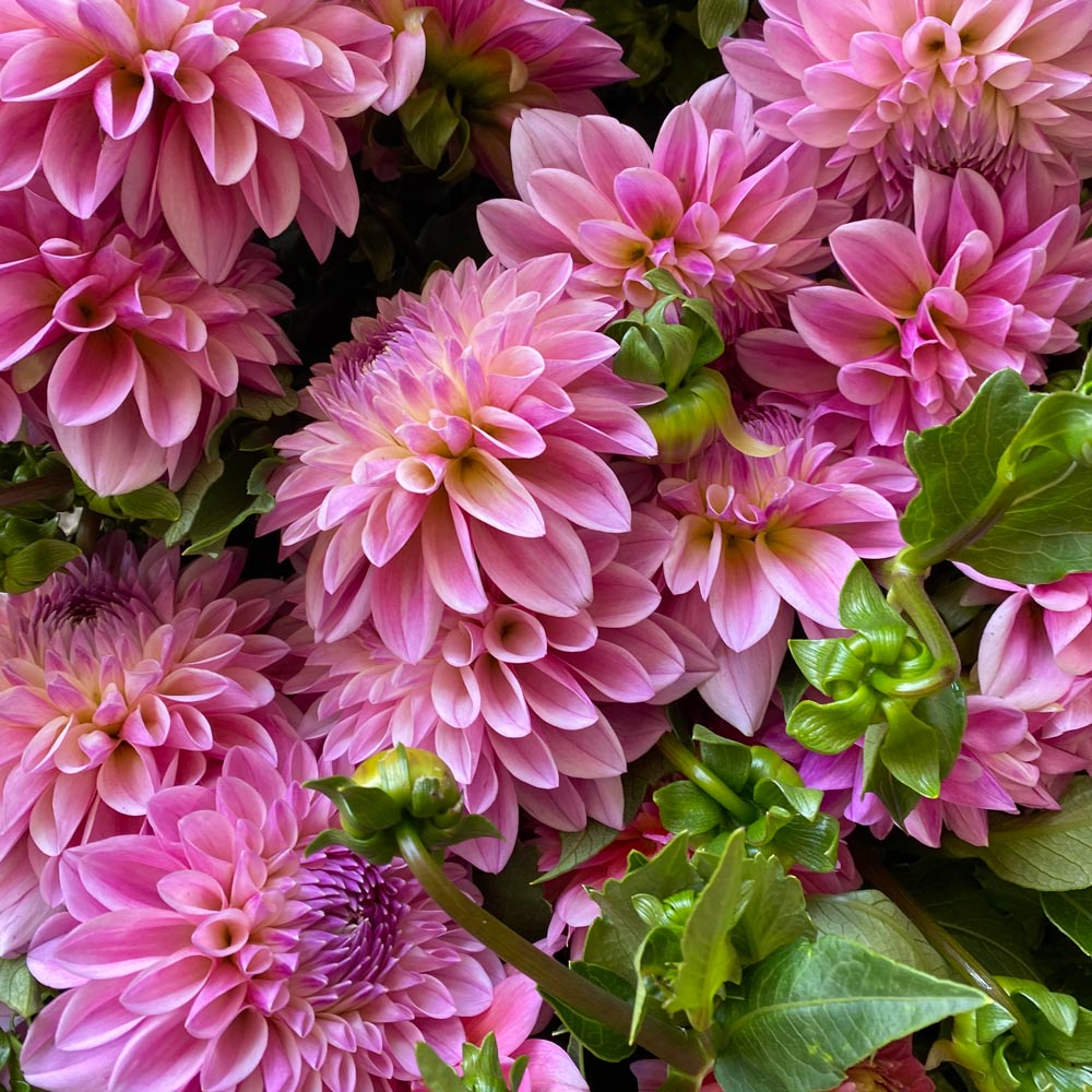 Dahlia 'Coralie'