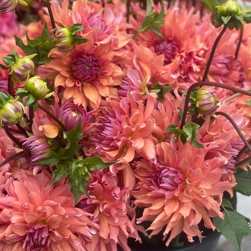 Dahlia 'Terracotta'