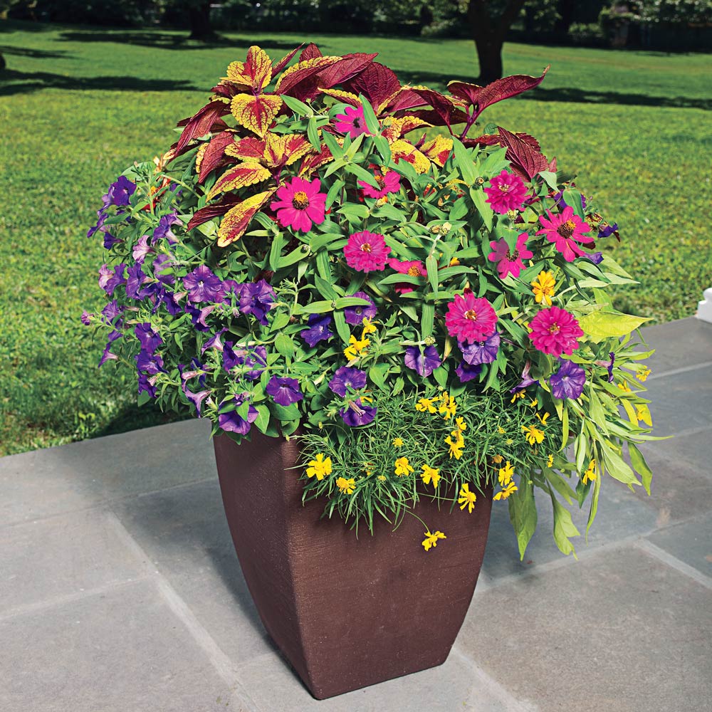 Color Play Container Garden