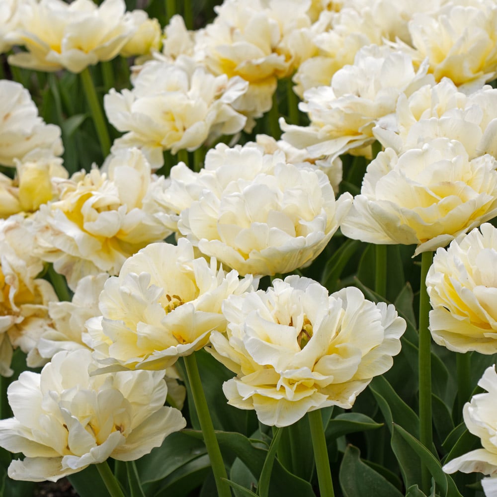 Tulip 'Avant Garde'
