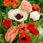  WFF Oriental Poppy Growers Mix