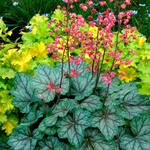  Heuchera 'Peppermint Spice'