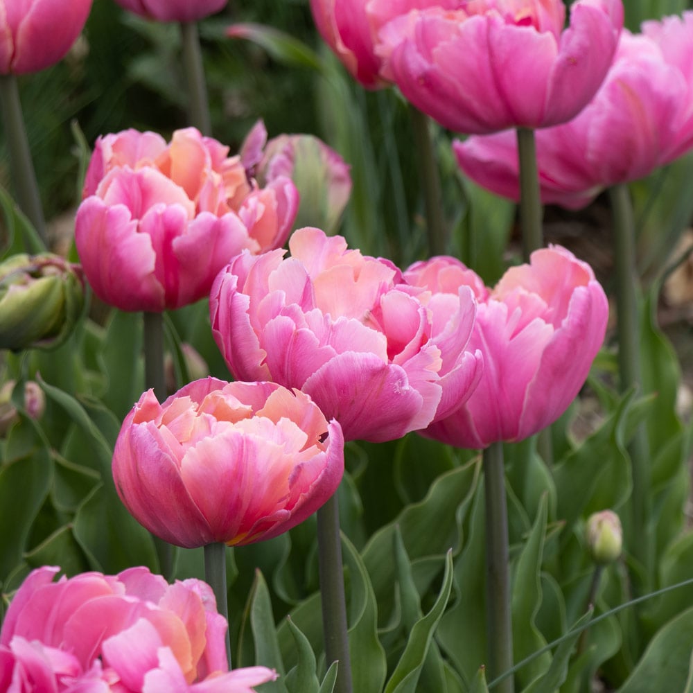 Tulip 'Pink Star'