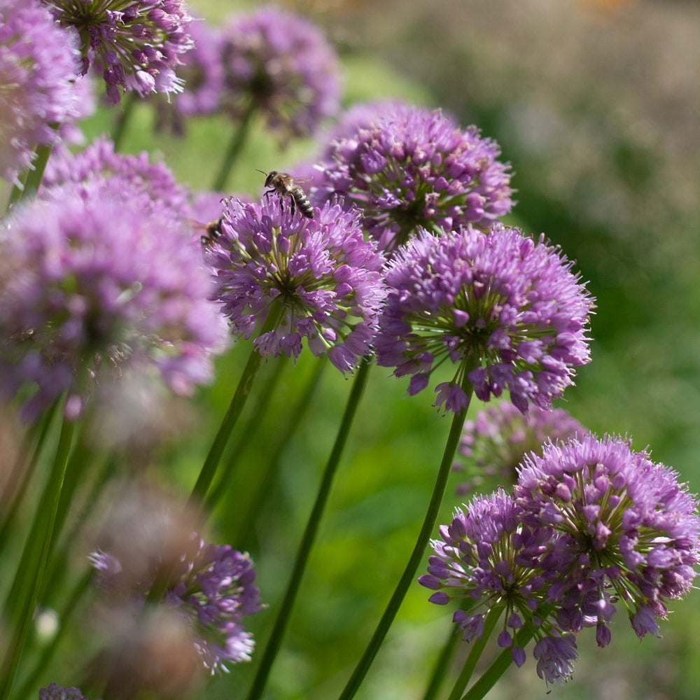 Allium 'Millenium'