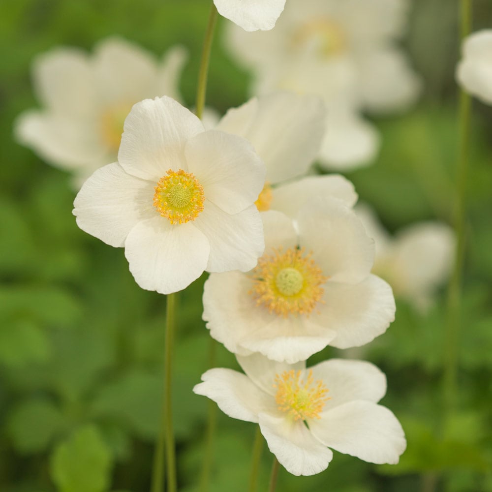 Anemone sylvestris