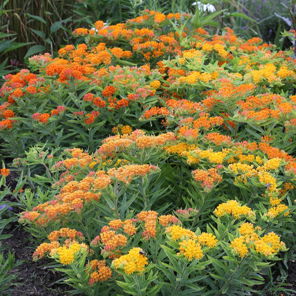 Asclepias tuberosa Gay Butterflies Mix