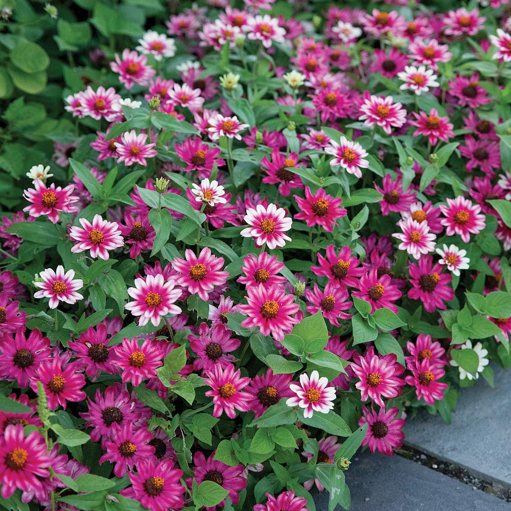 Zinnia 'Profusion Cherry Bicolor'
