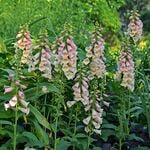  Digitalis purpurea 'Dalmatian Peach'