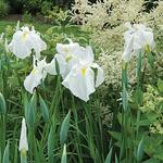  Iris ensata 'Great White Heron'