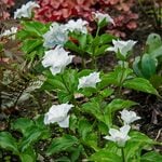  Trillium grandiflorum 'Flore Pleno'