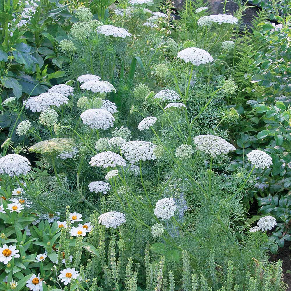 Ammi visnaga 'Green Mist'