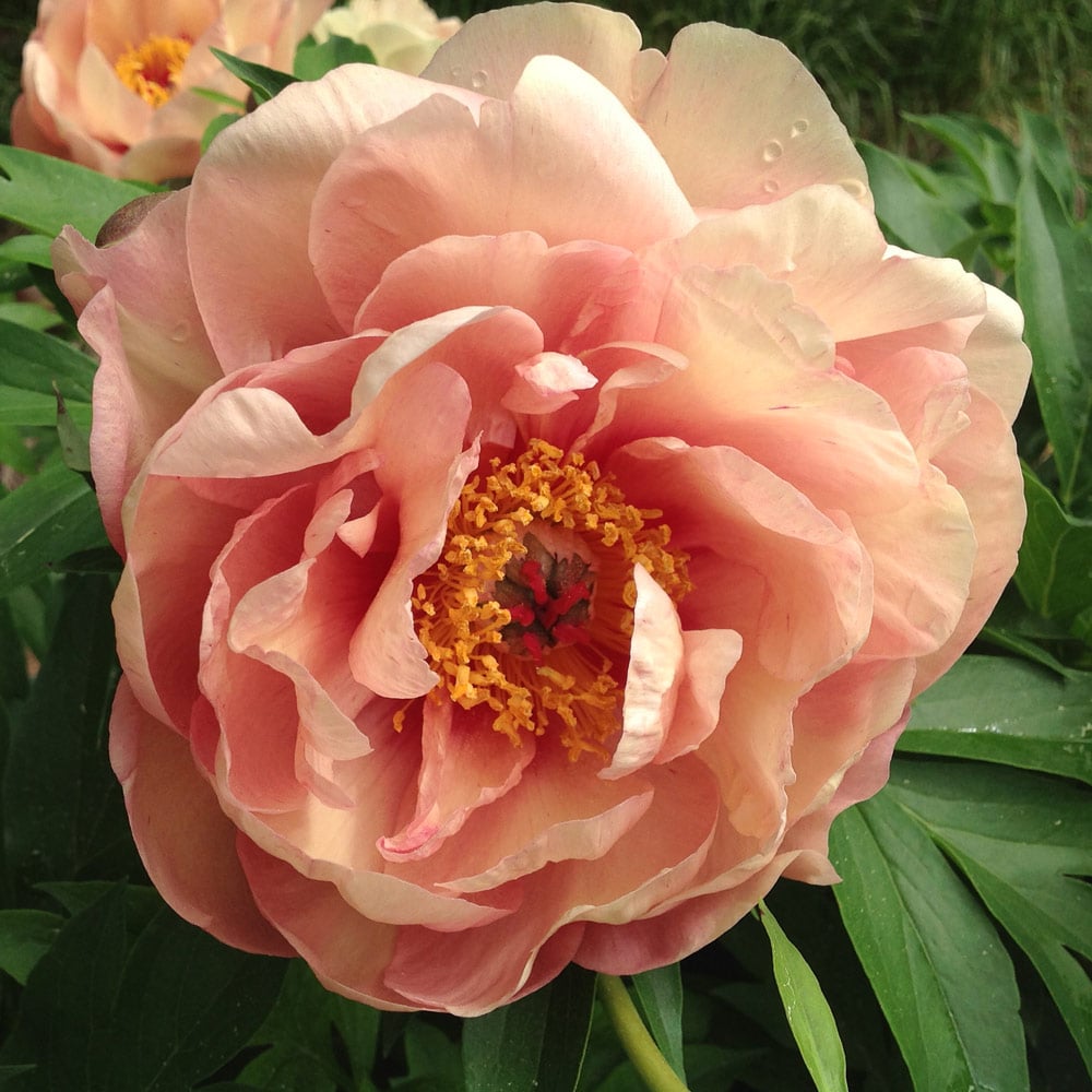 Peony Garden Candy® Peach-A-Licious™ - Itoh Peony