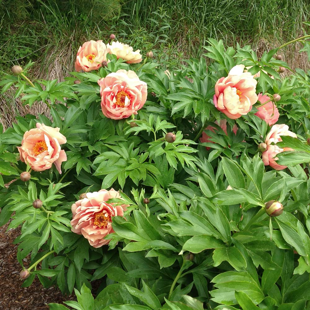 Peony Garden Candy® Peach-A-Licious™ - Itoh Peony | White Flower Farm