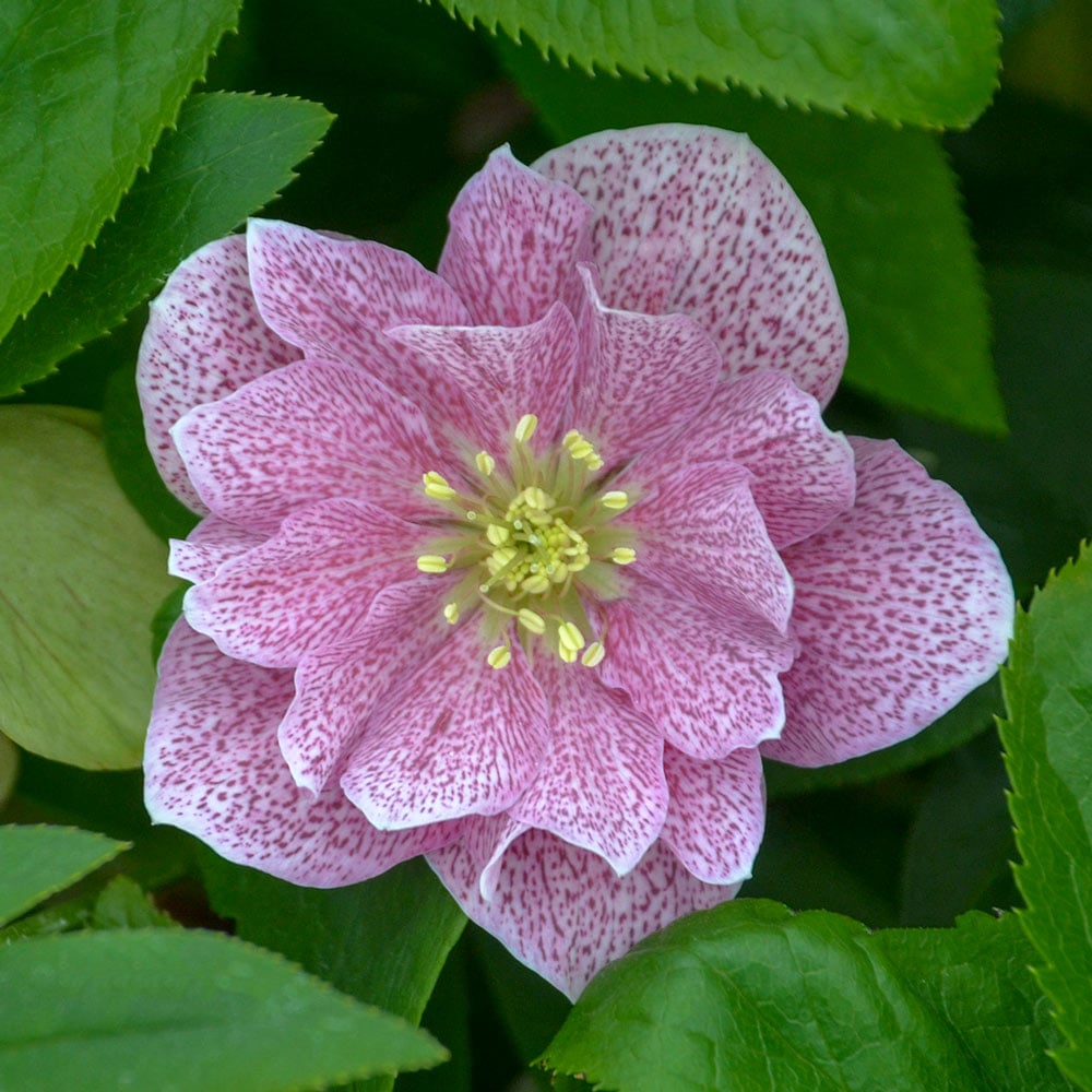 Helleborus Wedding Party - Thumbnail 2