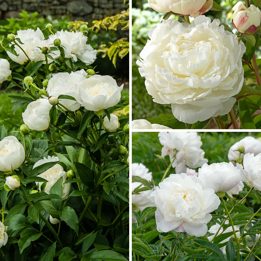 Fragrant White Peony Collection
