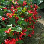  Begonia Dragon Wing® Red