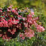  Begonia Dragon Wing® Pink