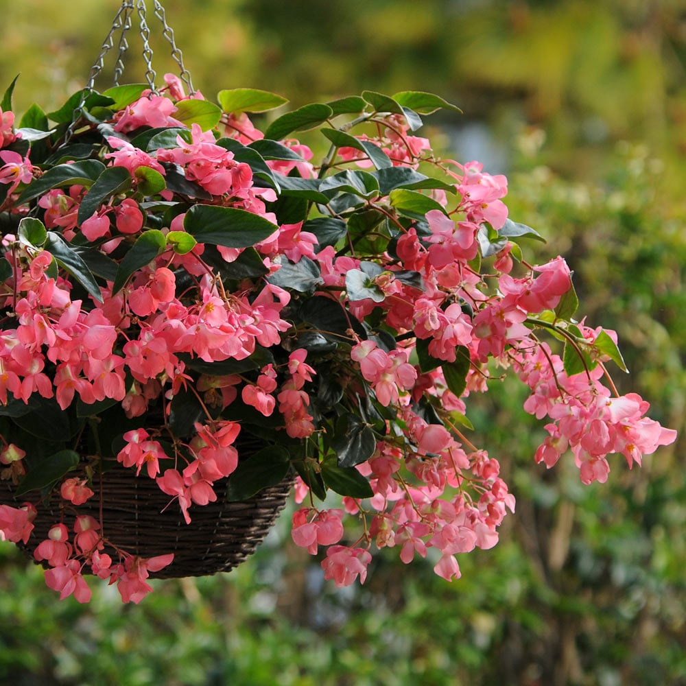 Begonia Dragon Wing® Pink