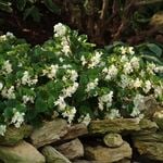  Begonia BabyWing® White