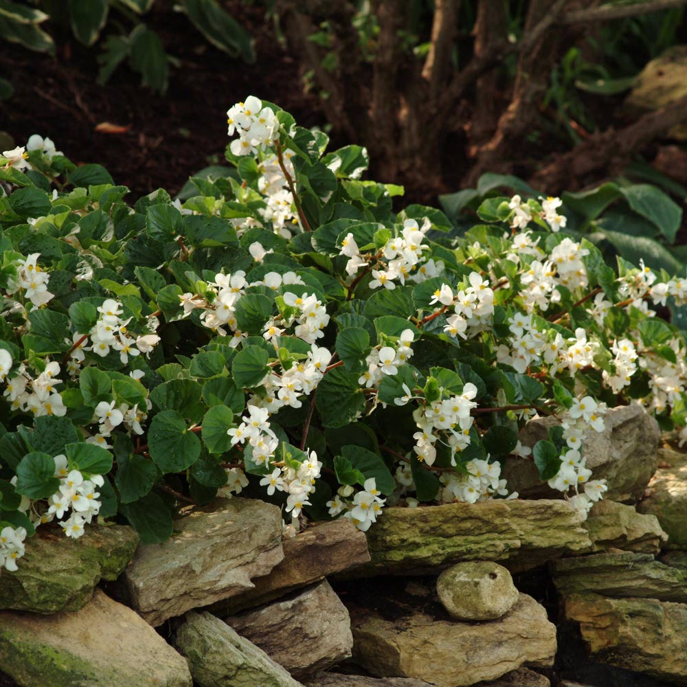 Begonia BabyWing® White