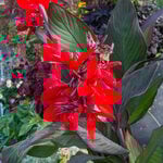 Canna Toucan® Scarlet