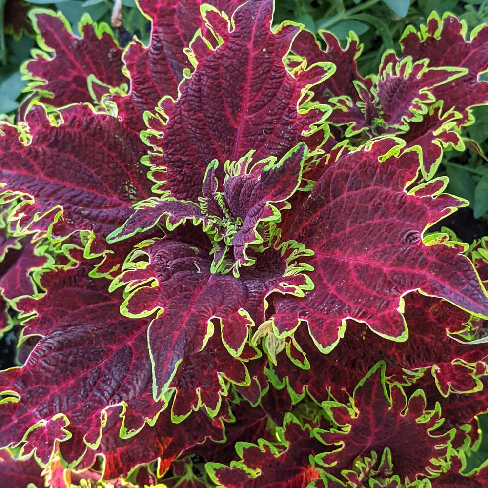 Coleus Vulcan