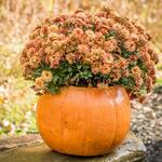  Pumpkin Planter, Orange