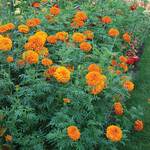  Tagetes erecta 'Giant Orange'