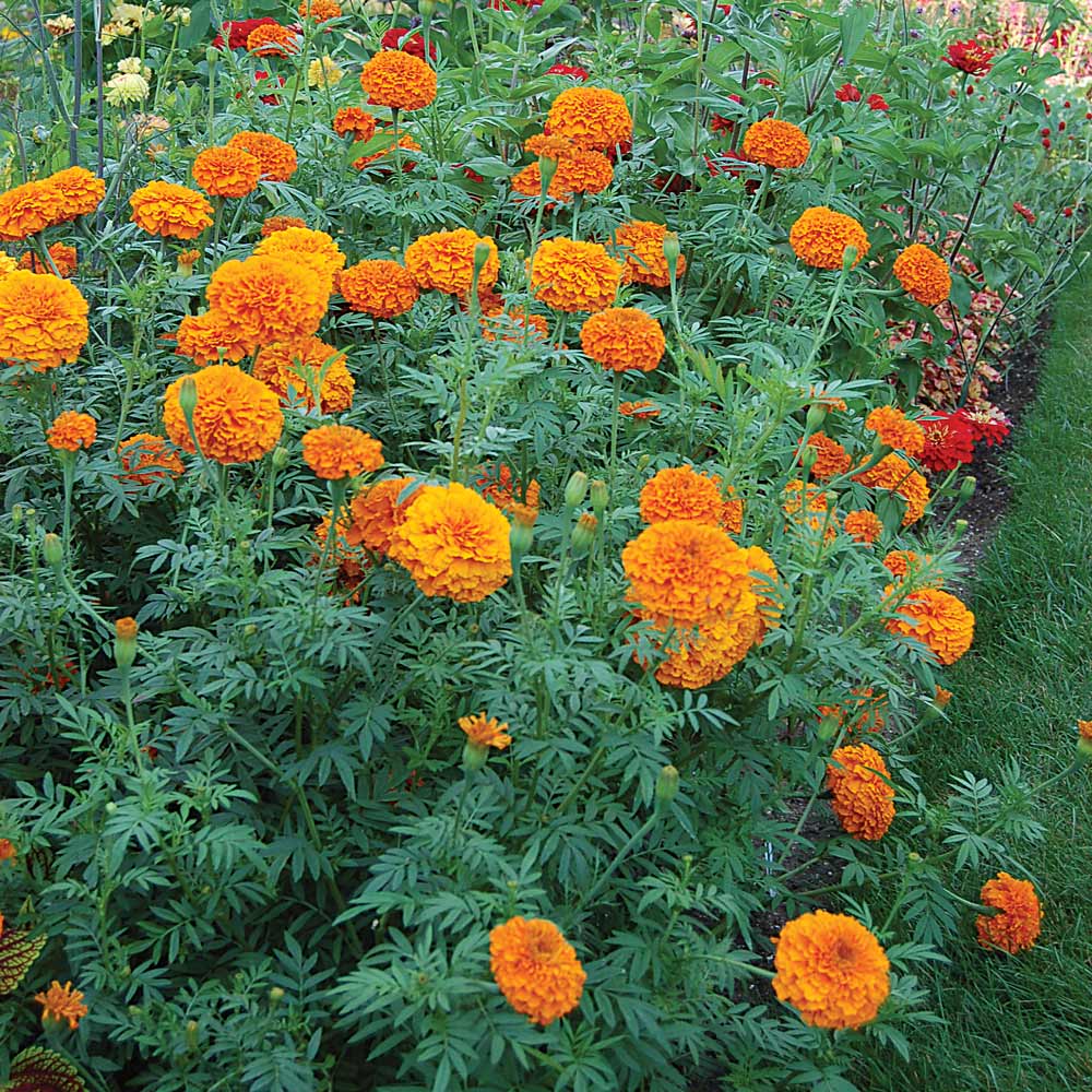 Tagetes erecta 'Giant Orange'