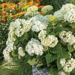  Hydrangea arborescens FlowerFull™