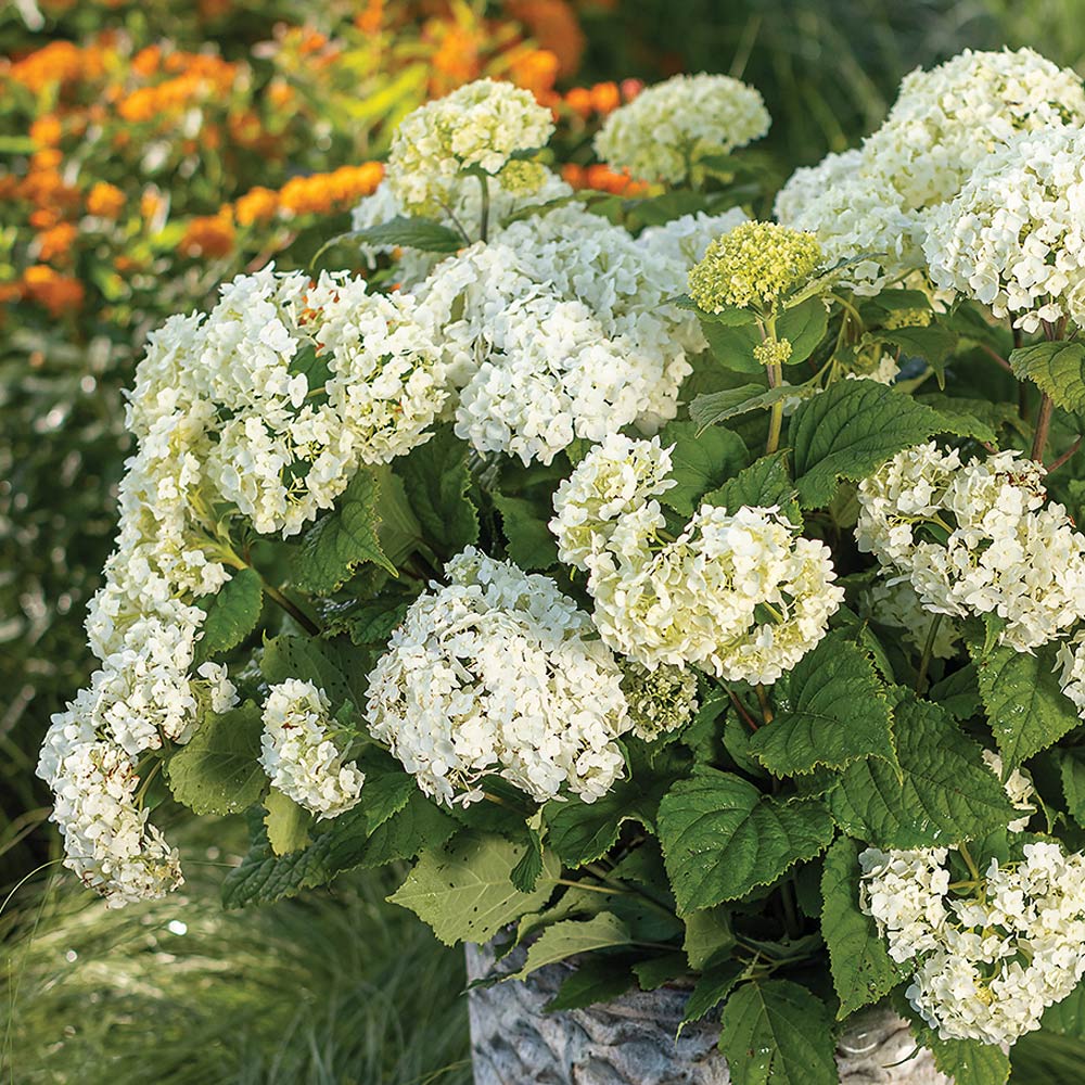 Hydrangea arborescens FlowerFull™