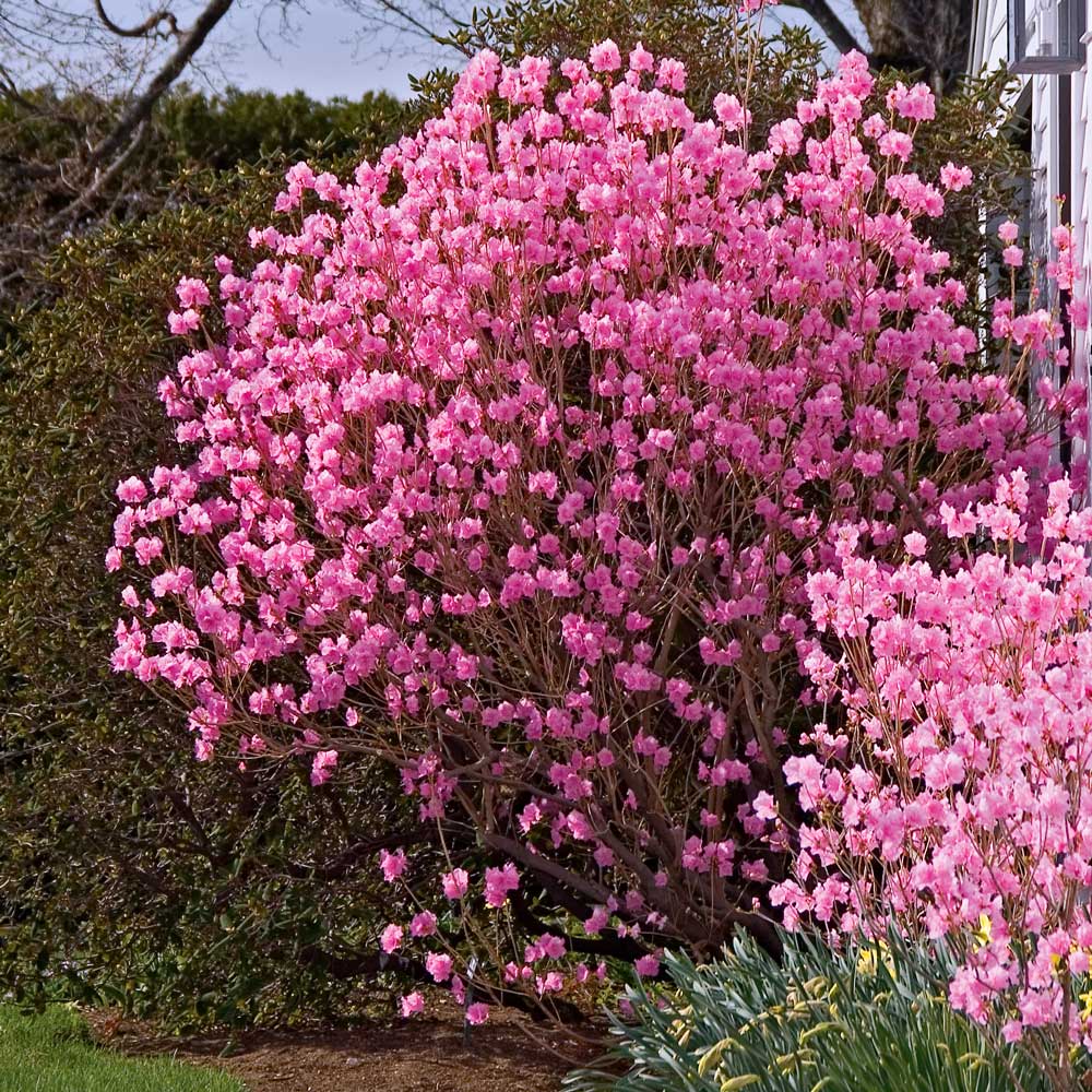 Rhododendron mucronulatum 'Cornell Pink'