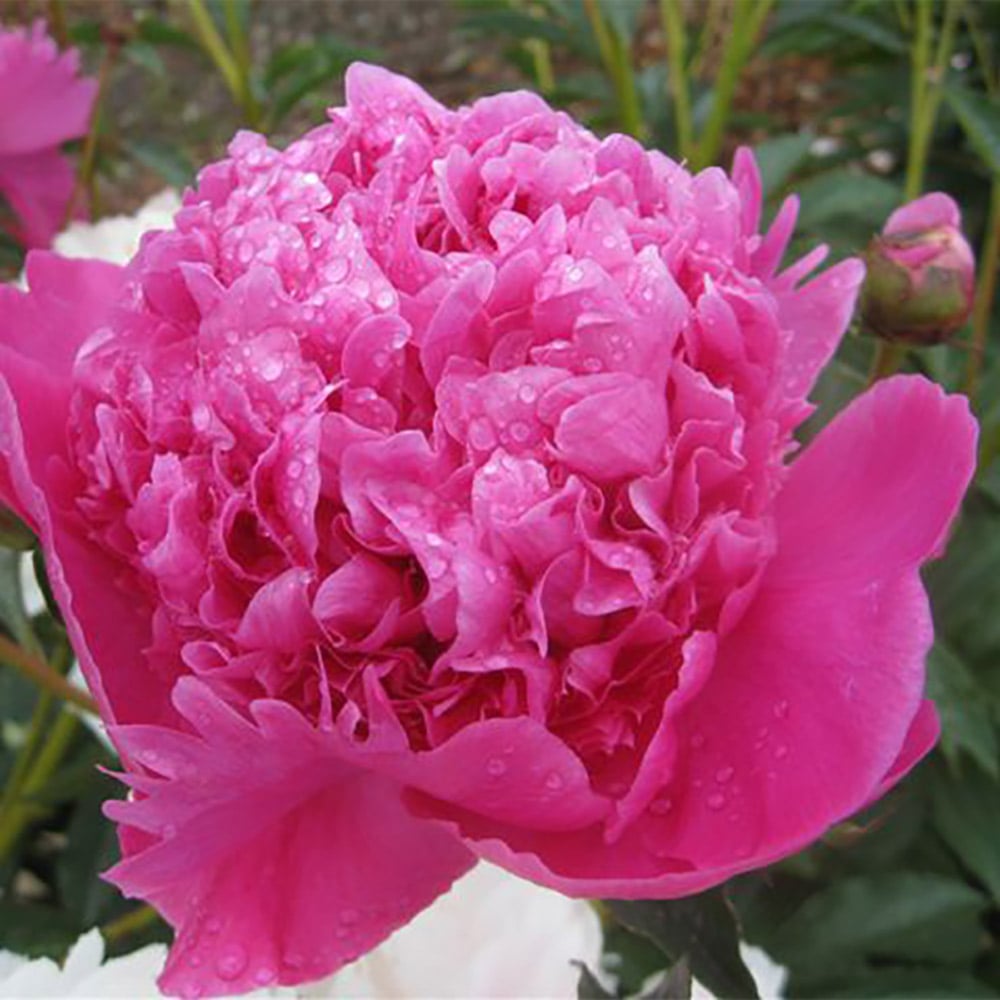 Peony 'Petite Renée'