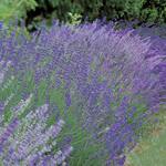  A Lavender Field